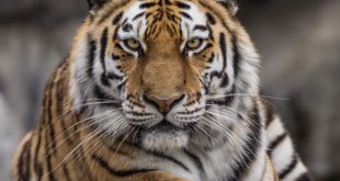 Tiger attacks zookeeper
