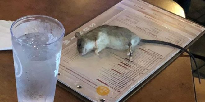 Rat at BWW