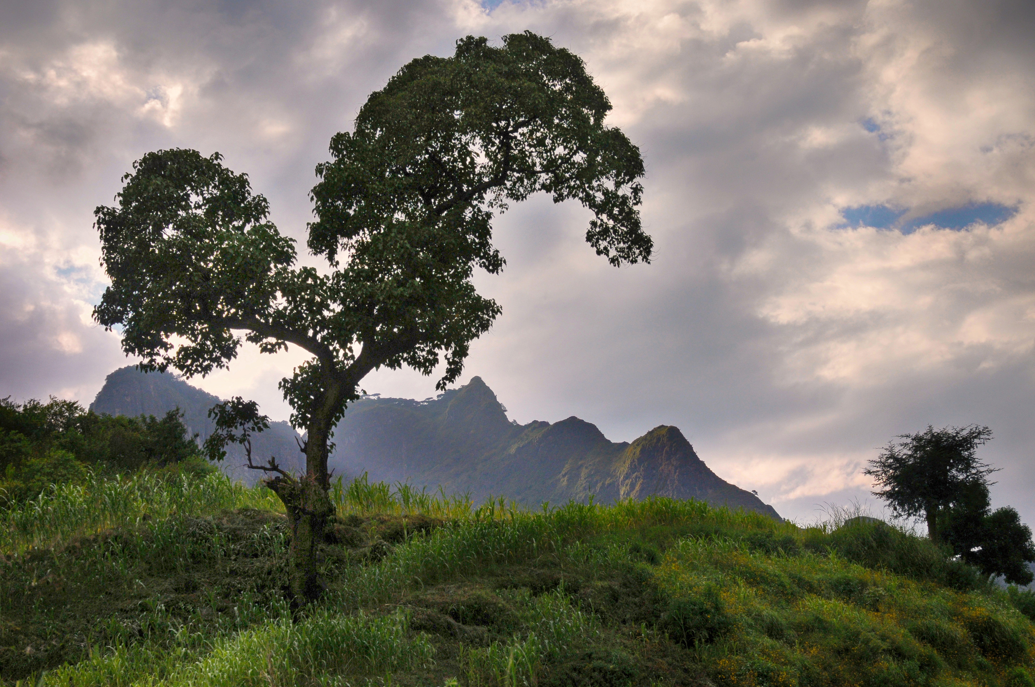 Ethiopia Trees
