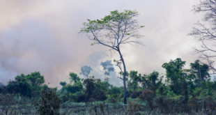 Brazilian Amazon Burning