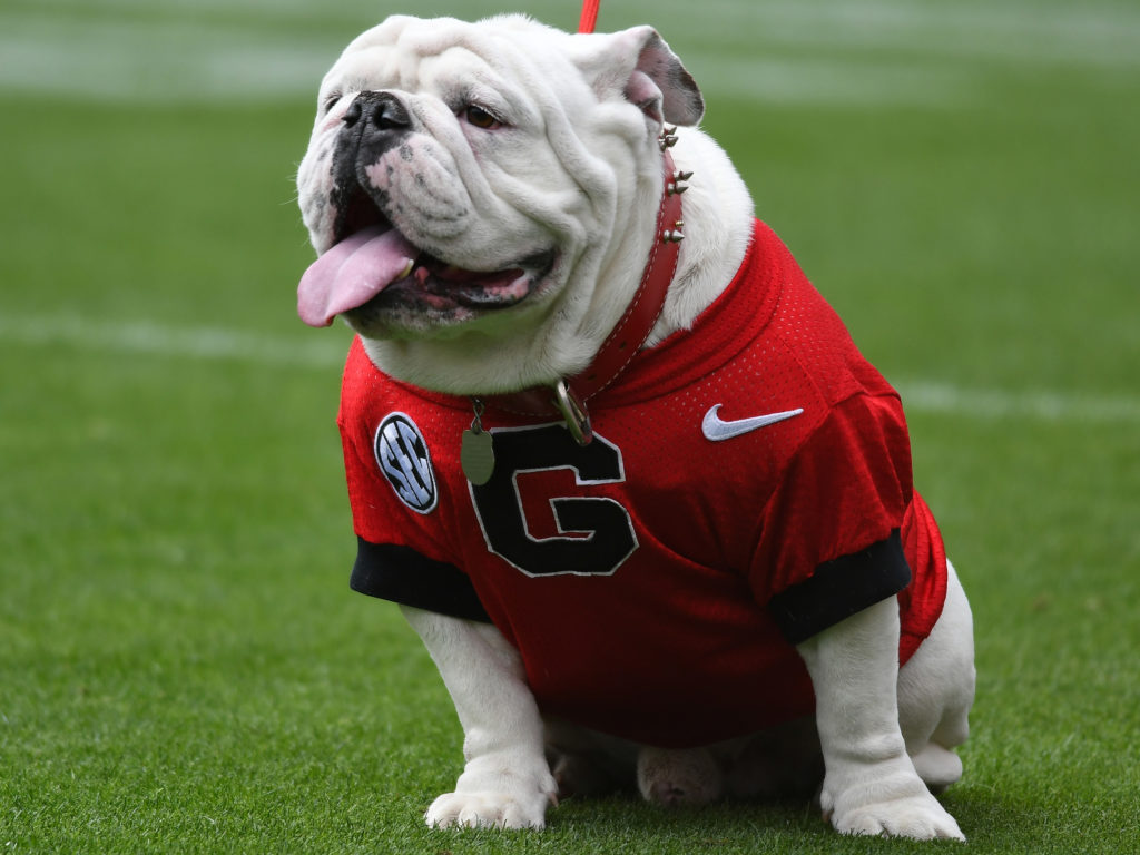 UGA Mascot