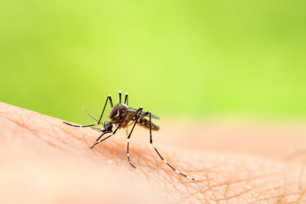 Mosquito in Miami -Dade - Baller Alert Mosquito in Miami -Dade