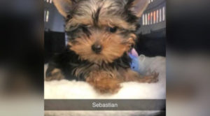 Yorkie Dies on Delta Flight