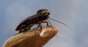 Name a Cockroach After Your Toxic Ex at the Toronto Zoo This Valentine's Day