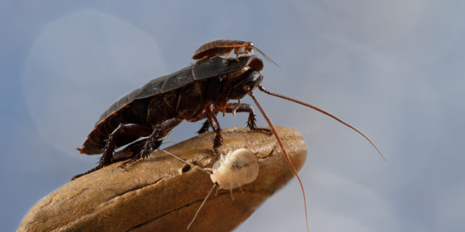Name a Cockroach After Your Toxic Ex at the Toronto Zoo This Valentine's Day