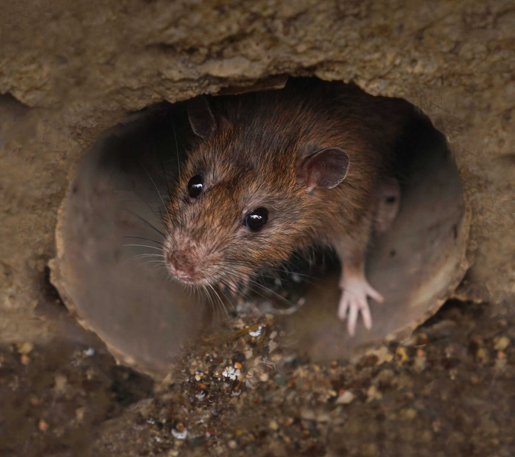 Hantavirus