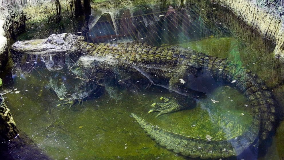 Hitler’s Alleged WWII Surviving Alligator Dies In Moscow Zoo at 84