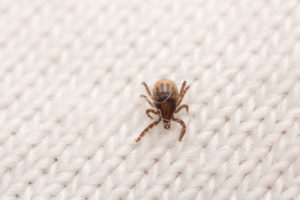 Tick