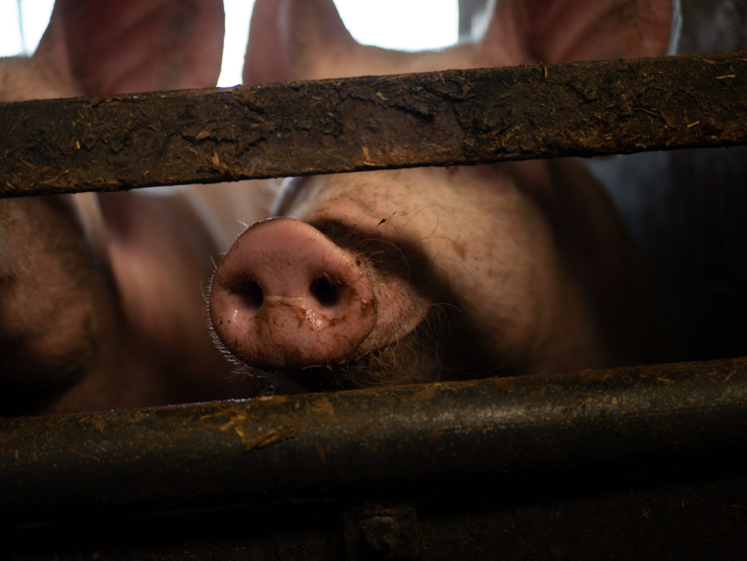 Pig nose - Baller Alert New Swine Flu-Like Virus Found In China Has “Pandemic Potential,” According To Researchers