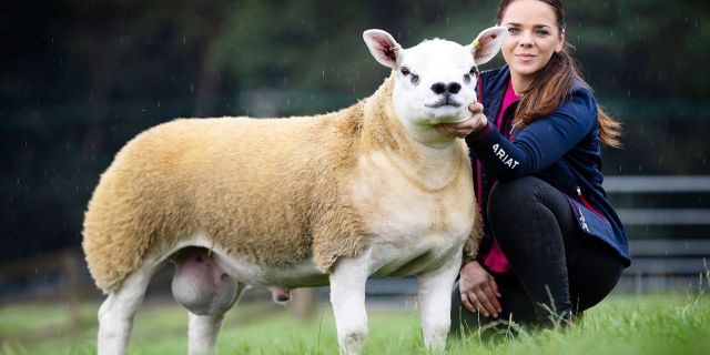 Most Expensive Sheep In The World