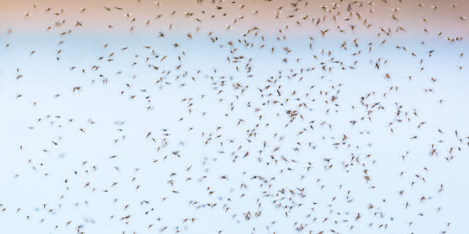 Mosquitoes swarming in summer