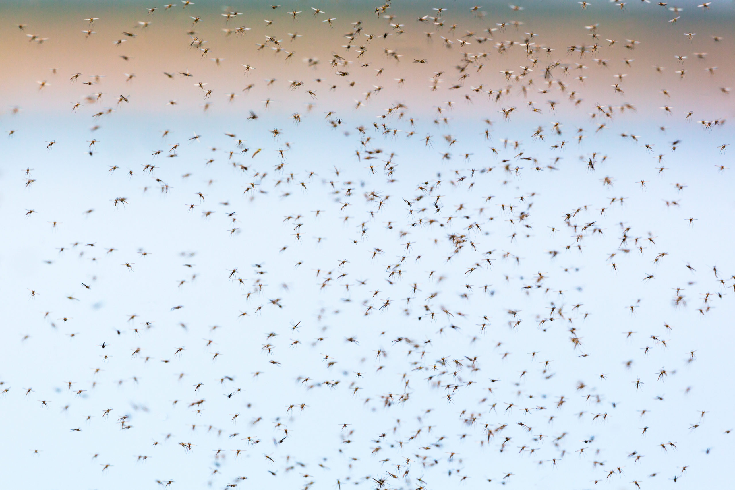 Mosquitoes swarming in summer