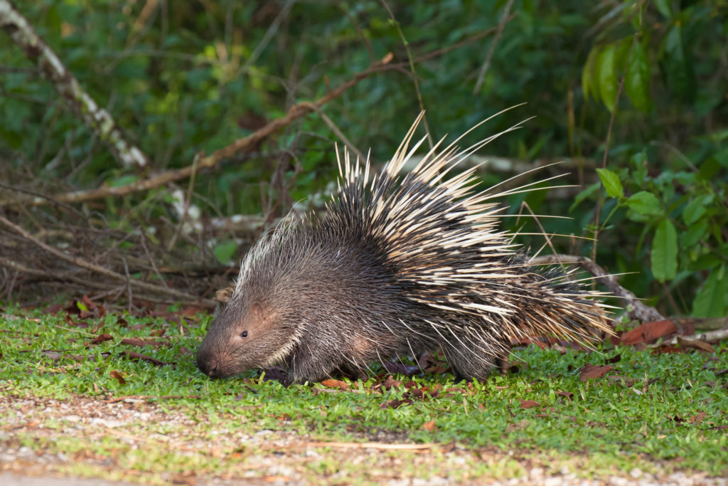 Porcupine