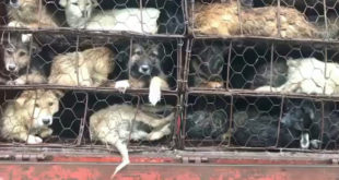 Eighty-eight surviving dogs of the China dog meat trade.