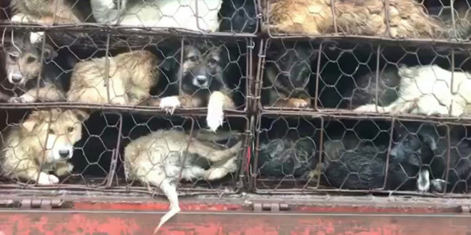 Eighty-eight surviving dogs of the China dog meat trade.
