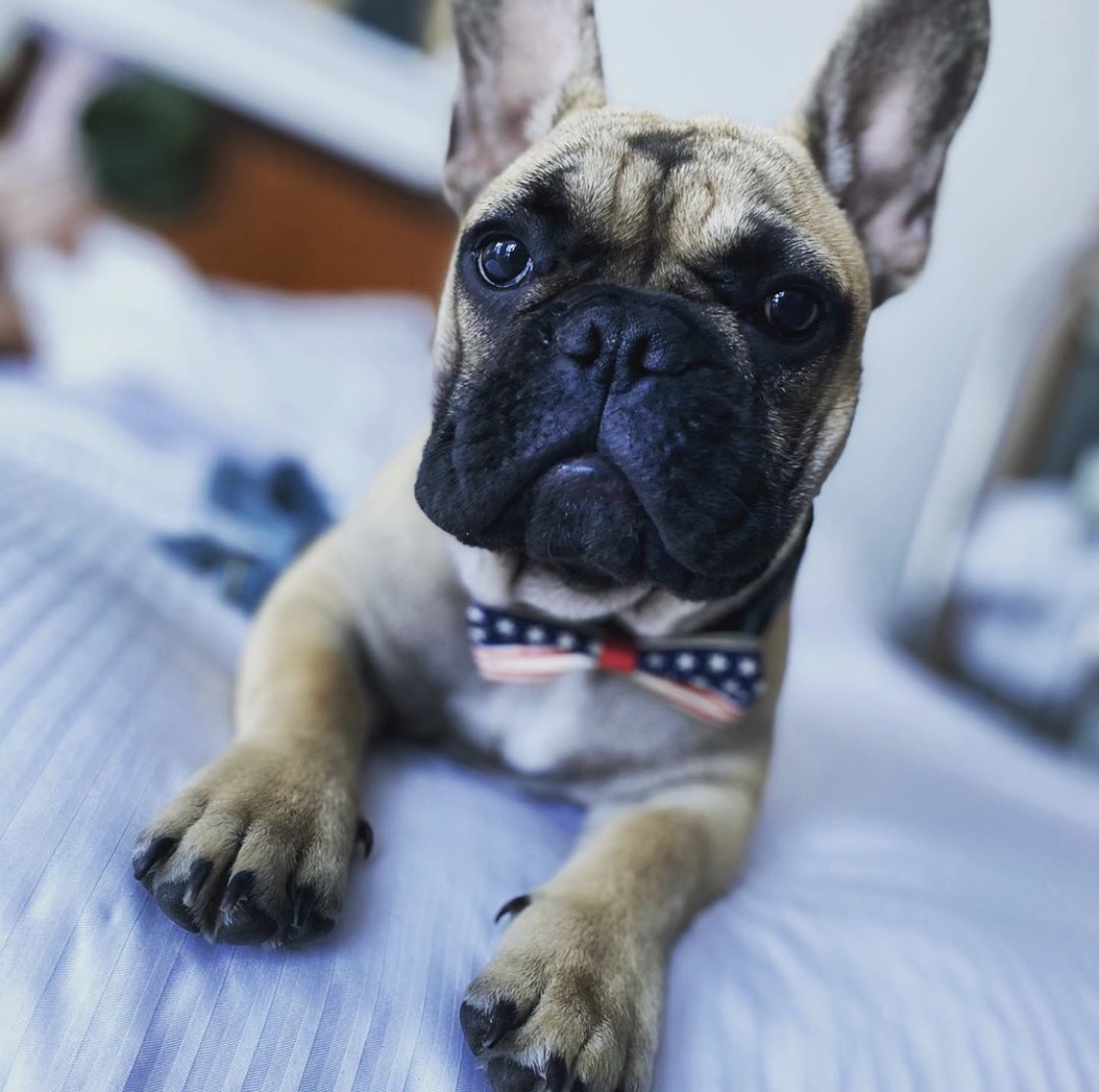 Kentucky Town Elects A French Bulldog Named Wilbur As Its New Mayor