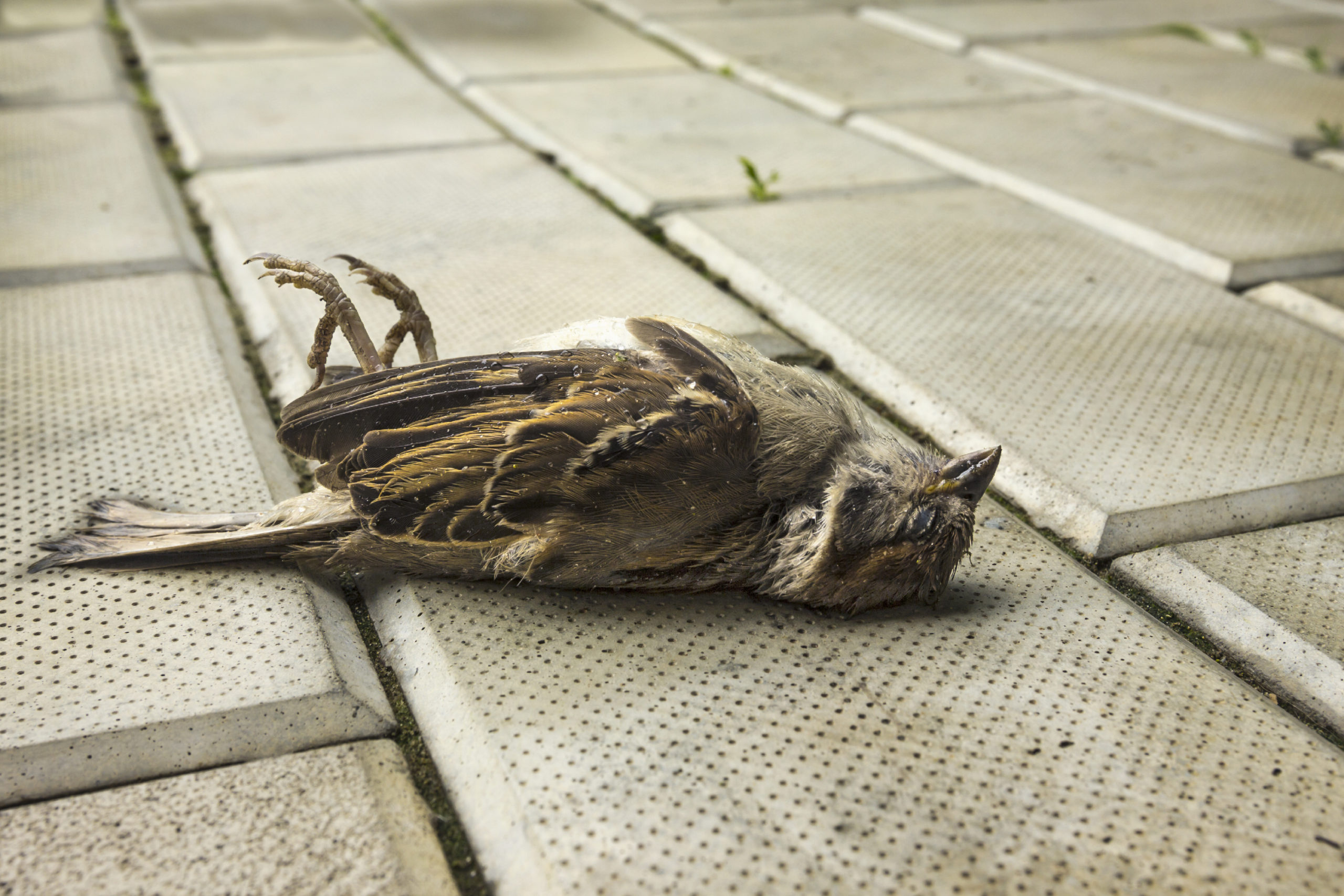 dead bird