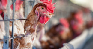 Colorado Man Infected With H5 Bird Flu, First Confirmed Case in US