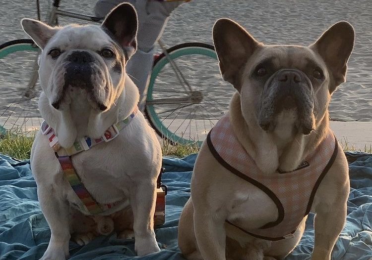 Lady Gaga's Dogs Returned