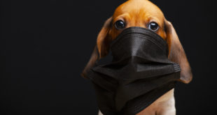 image of dog mask dark background