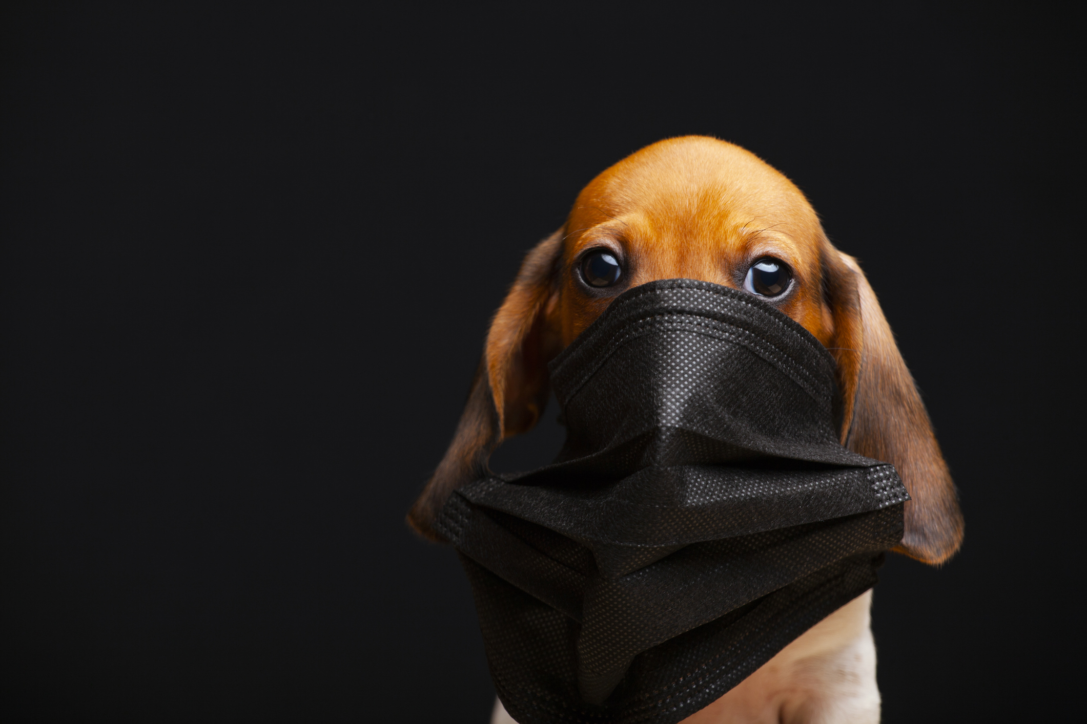 image of dog mask dark background