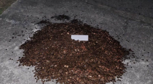 The pile of pennies in Andreas Flaten's driveway (Credit: Olivia Oxley)