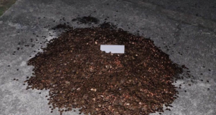 The pile of pennies in Andreas Flaten's driveway (Credit: Olivia Oxley)