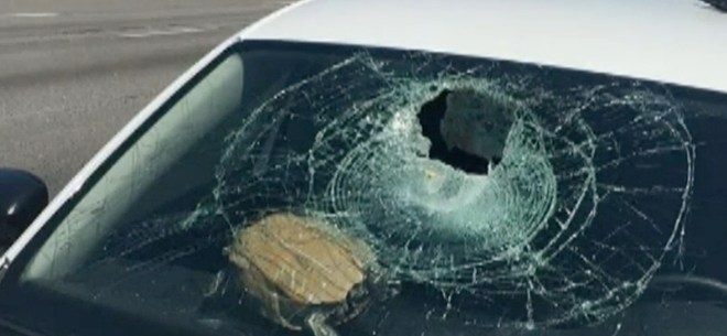 turtle smashes windshield