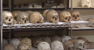 Penn Museum skulls