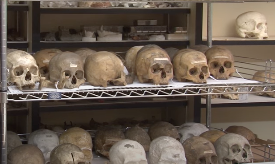 Penn Museum skulls
