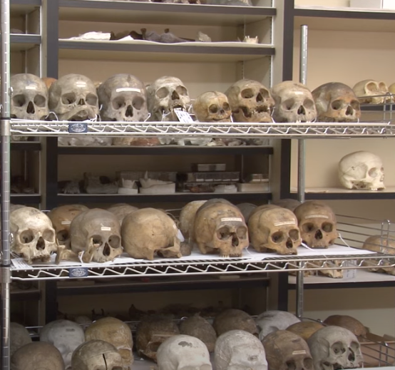Penn Museum skulls