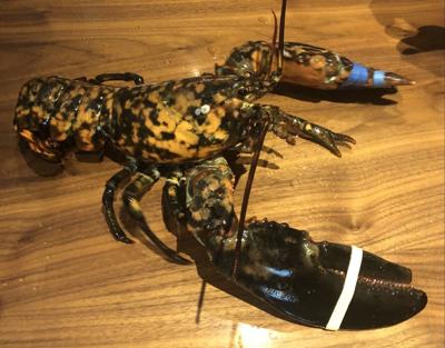 Freckles the Lobster - InsideNova.com & Red Lobster