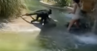 Texas woman jumps into monkey exhibit. - Captured footage from witness