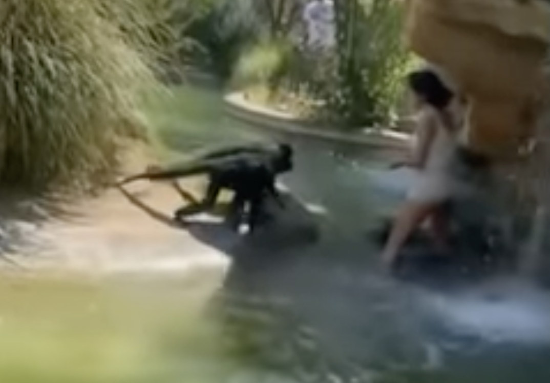 Texas woman jumps into monkey exhibit. - Captured footage from witness