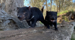 Tasmanian Devils - Aussie Ark