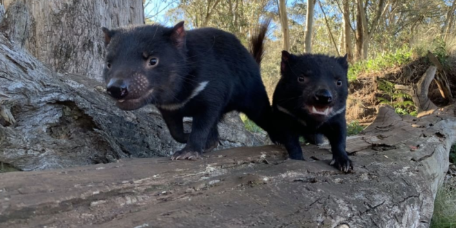 Tasmanian Devils - Aussie Ark