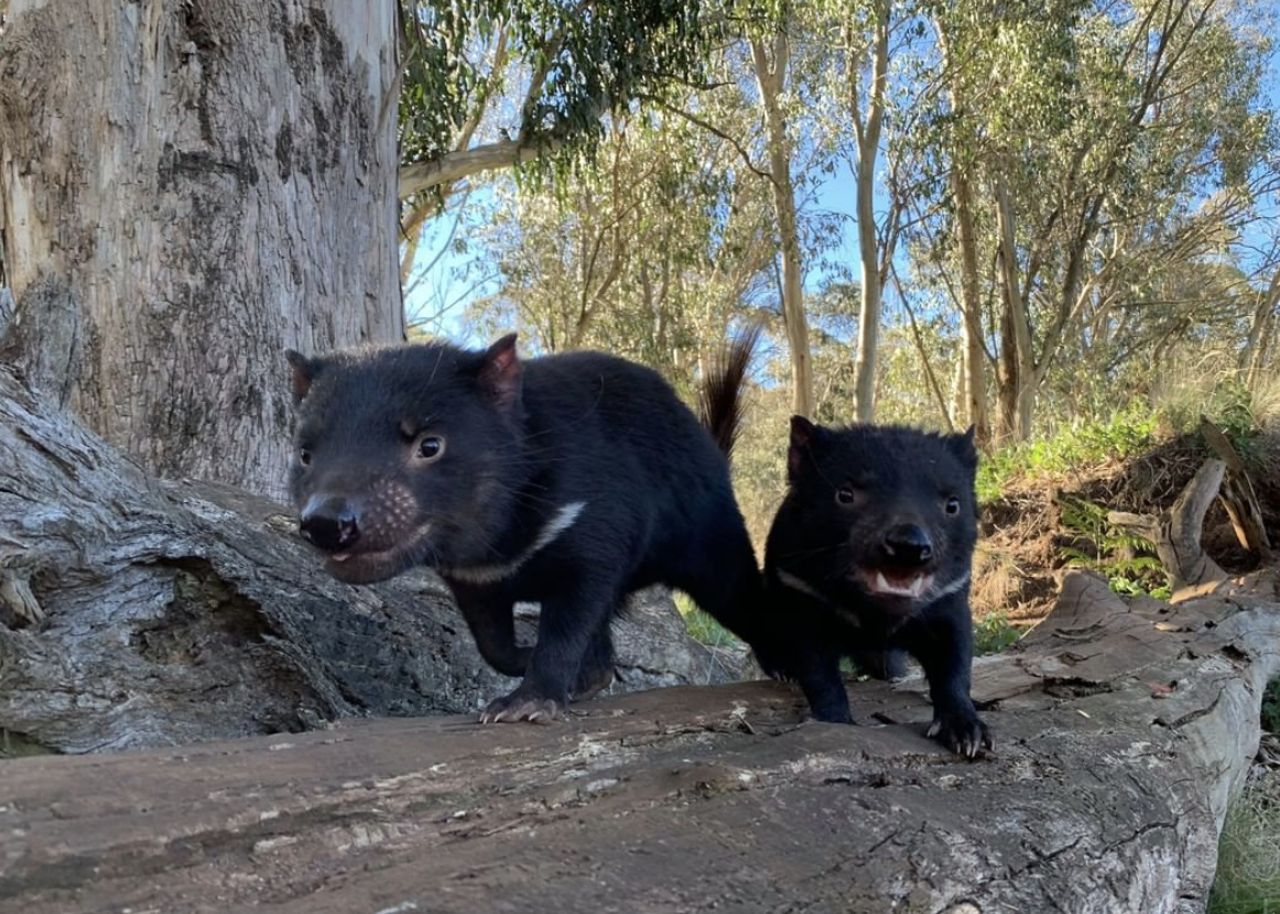 Tasmanian Devils - Aussie Ark - Baller Alert Tasmanian Devils - Aussie Ark