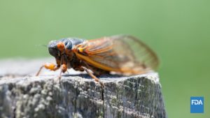 Cicadas to Emerge in Rare Double Brood Phenomenon In Late April Across The US