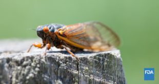 Cicadas to Emerge in Rare Double Brood Phenomenon In Late April Across The US