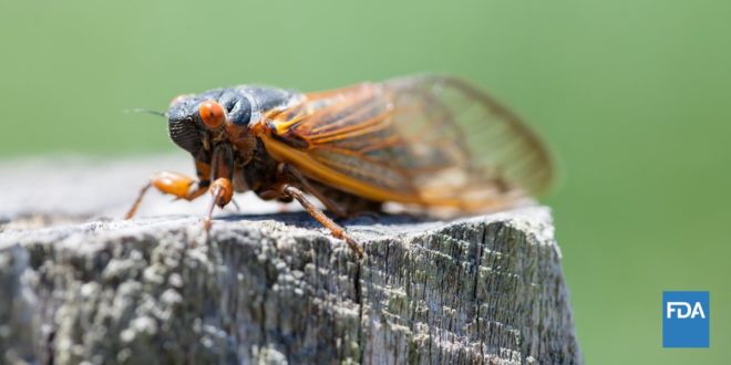 Cicadas to Emerge in Rare Double Brood Phenomenon In Late April Across The US