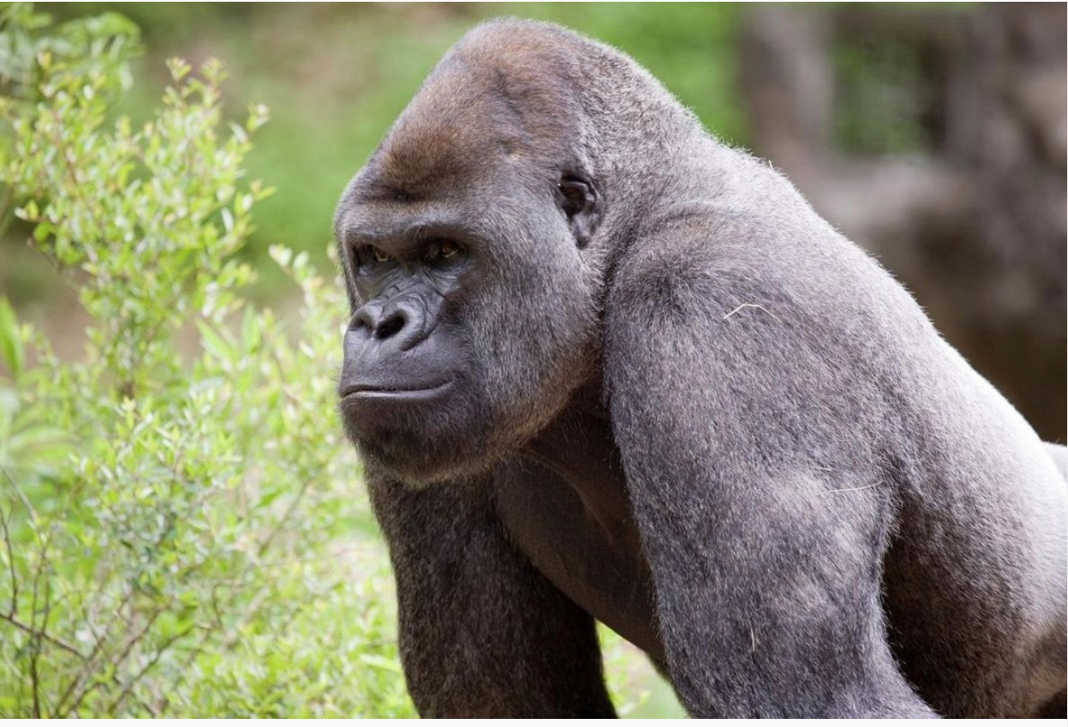 13 Gorillas Tested Positive With COVID-19 - Baller Alert 13 Gorillas Tested Positive With COVID-19