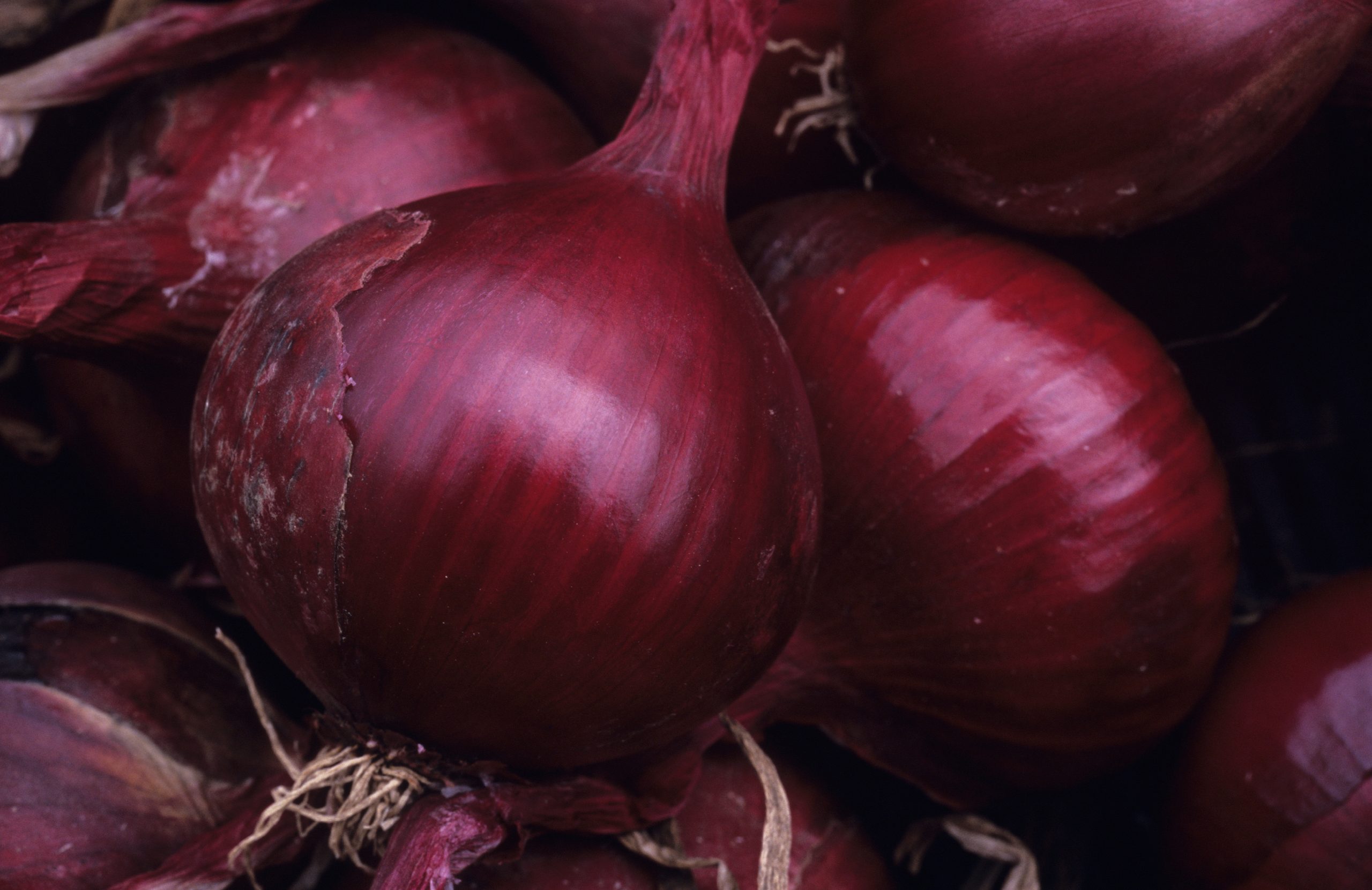 Red onion