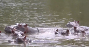 Columbian Locals Concerns Rise as Pablo Escobar’s Cocaine Hippos Multiply and Attacks Increase
