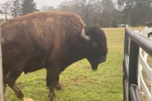 Rick Ross Receives Buffaloes - Baller Alert Rick Ross Receives Buffaloes