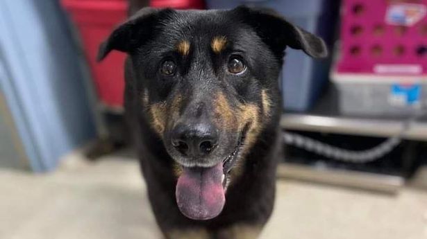 Dog Surrendered To North Carolina Shelter For Being 'Gay' - Baller Alert Dog Surrendered To North Carolina Shelter For Being 'Gay'