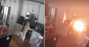 Missouri Dog Accidently Sets Home on Fire After His Paw Switched on Kitchen Stove