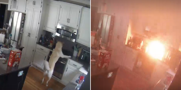 Missouri Dog Accidently Sets Home on Fire After His Paw Switched on Kitchen Stove