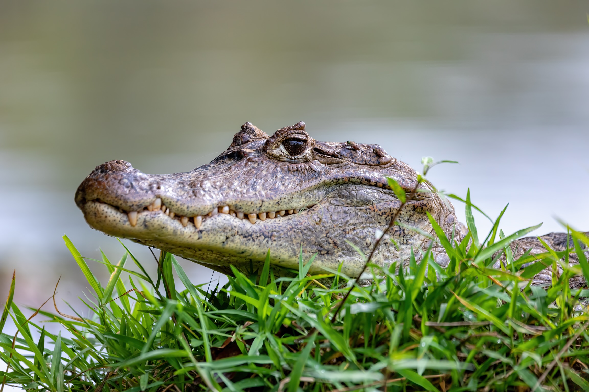 Florida Authorities Say Elderly Woman Was Killed By 2 Alligators After Falling Into Pond
