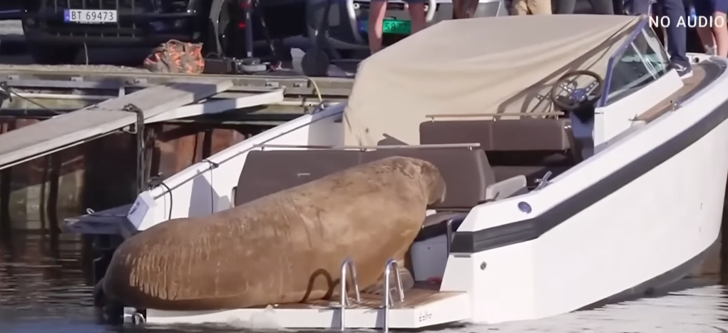 Freya The Walru - Baller Alert Freya The Walrus For Drawing Crowds