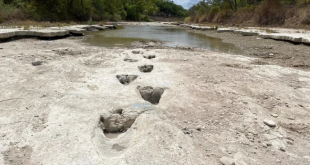 Drought In Texas Uncovers More Than Century-Year-Old Dinosaur Footprints